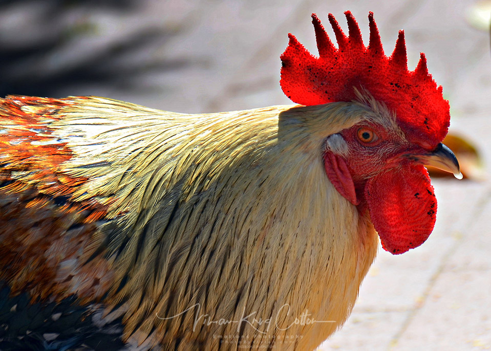 Rooster with Red Comb